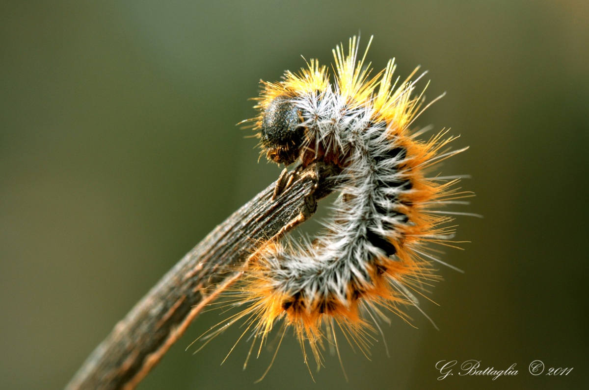 Thaumetopoea pityocampa