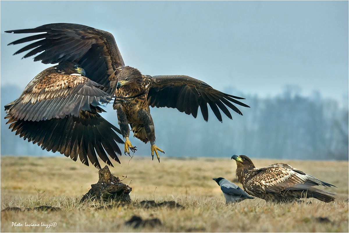 let's enjoy the show