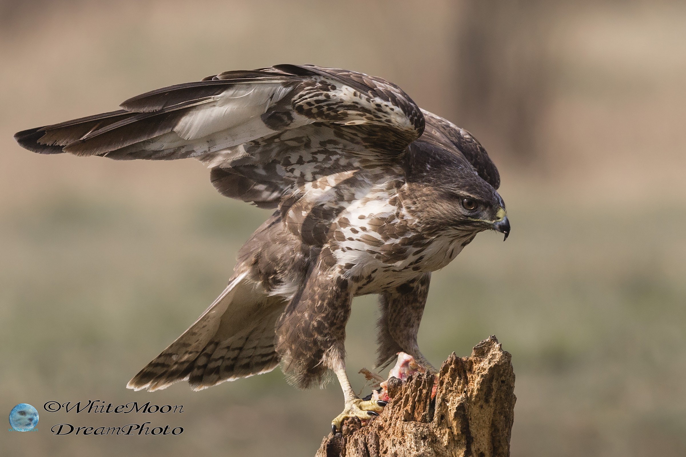 Alla scoperta della poiana