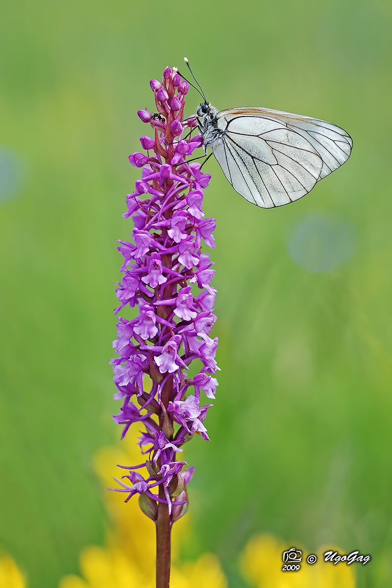 Aporia crataegi su Gymnadenia conopsea