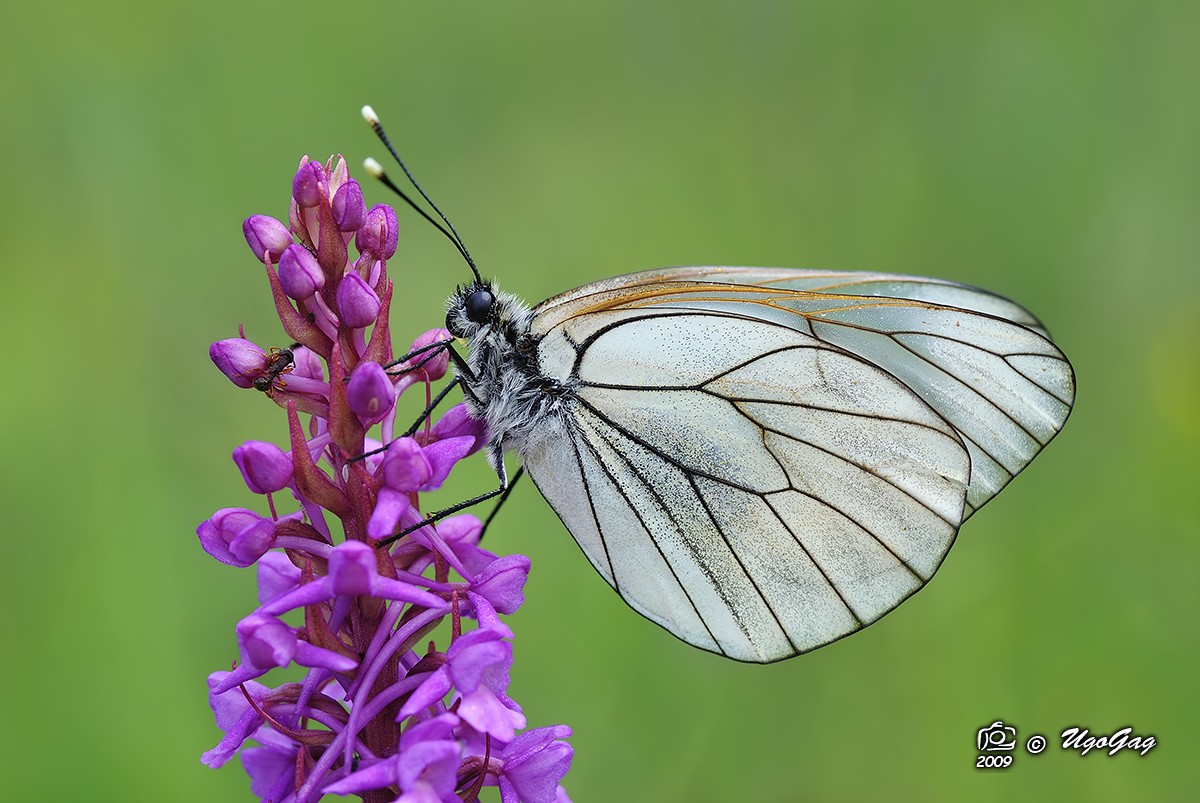 Aporia crataegi su Gymnadenia conopsea