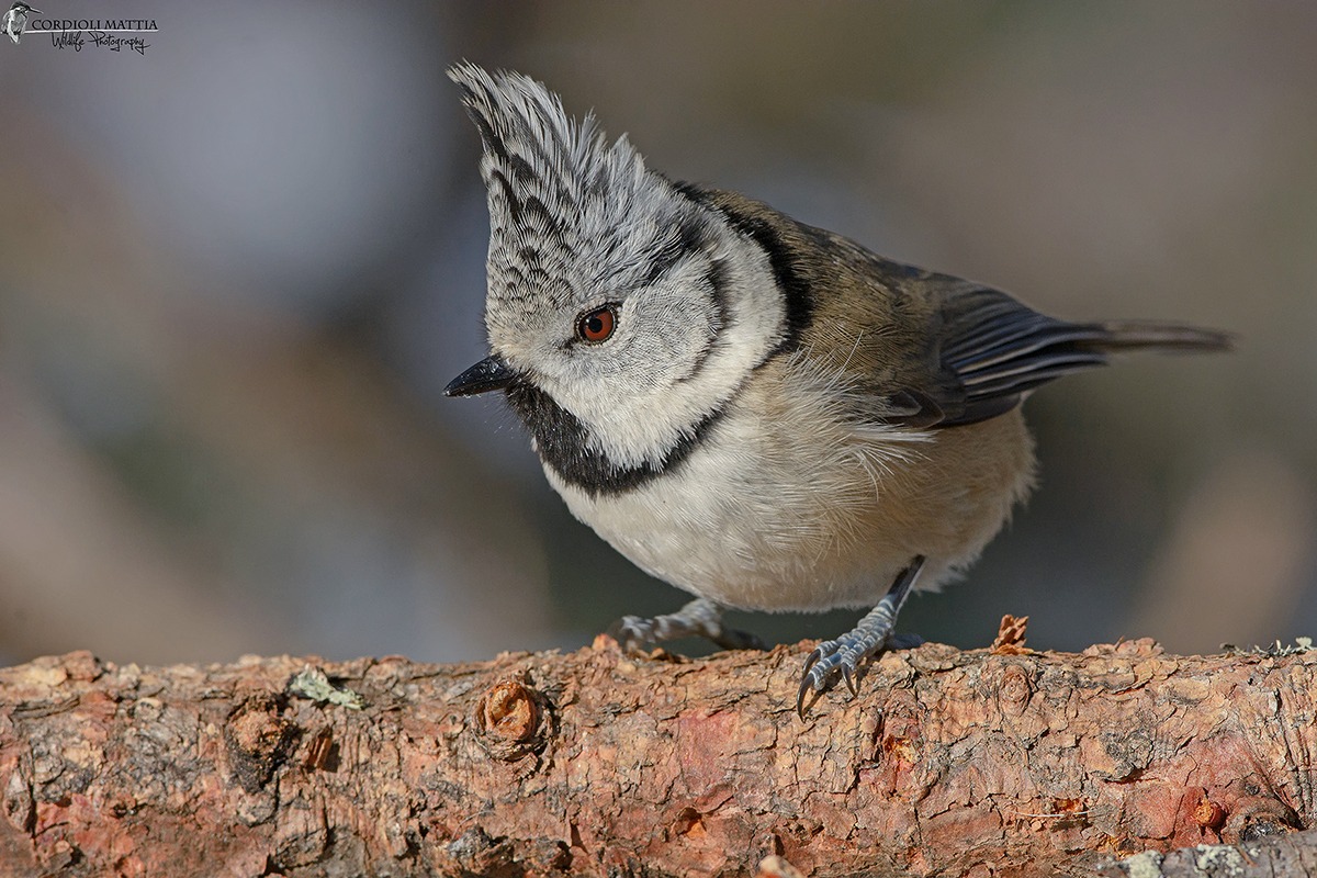 Crested Tit ...