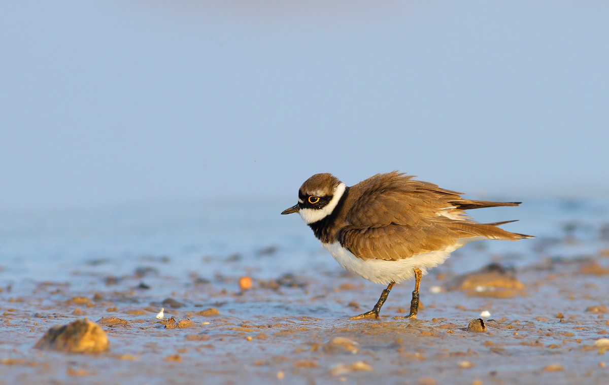 Little Ringed Plover