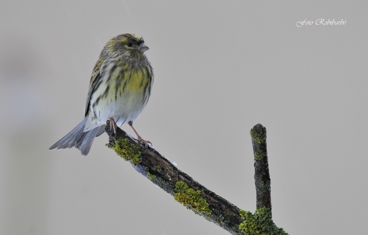Verzellino....immaturo