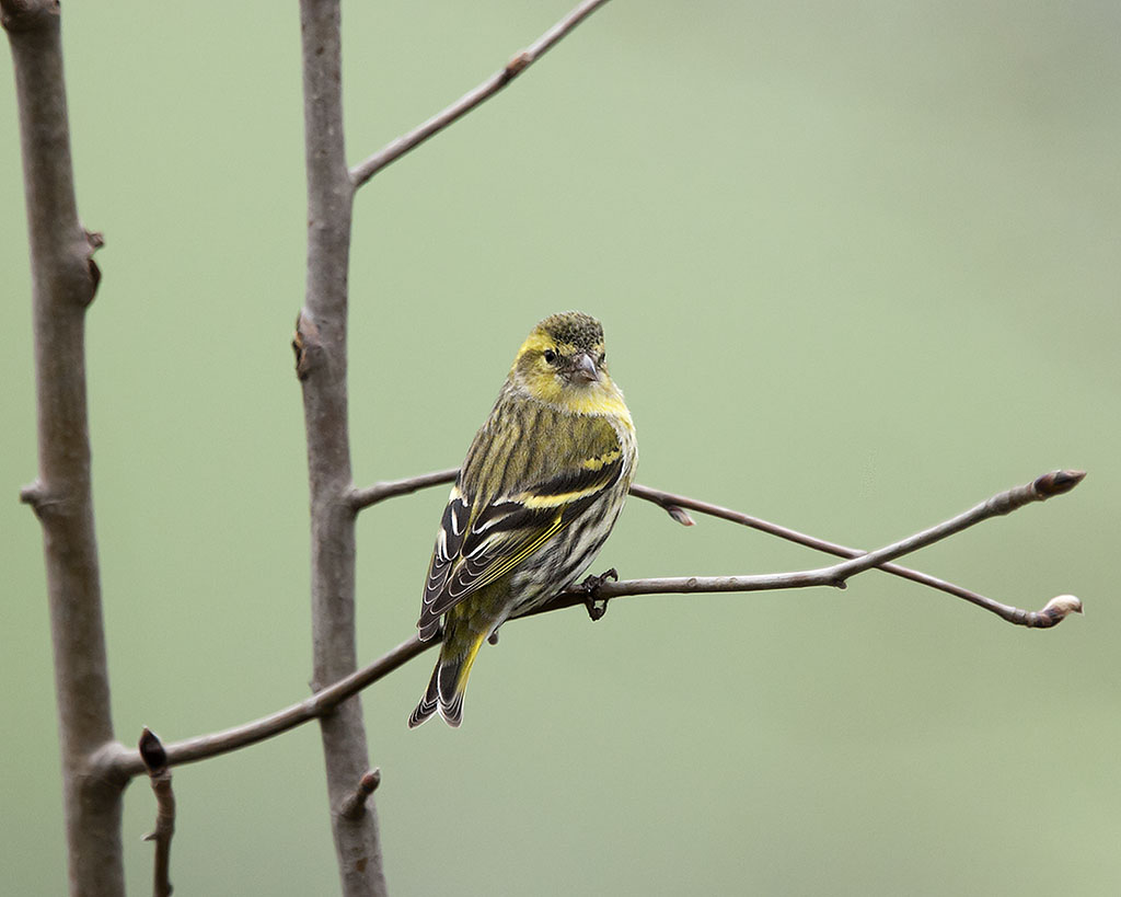 Siskin