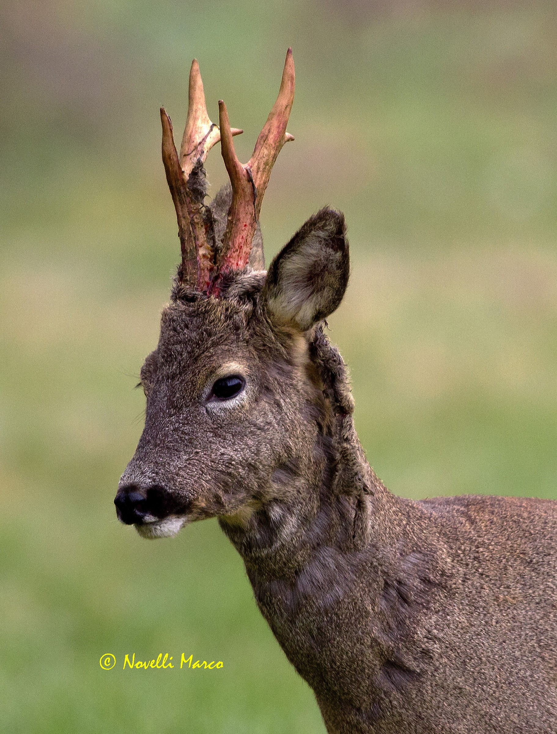 Capriolo a primavera.