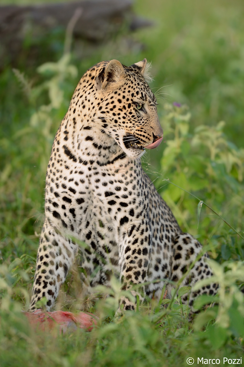 ora di pranzo nella savana