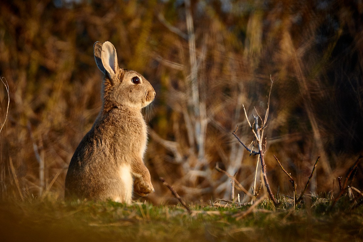 Coniglio selvatico