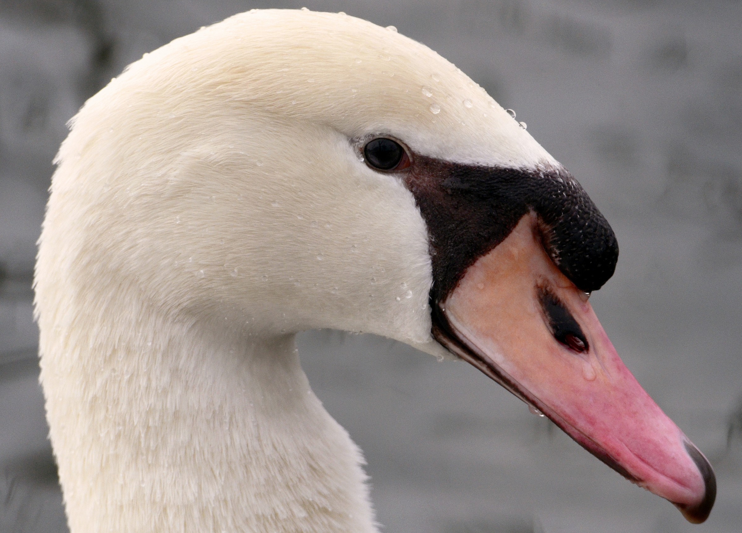 Swan aware of being beautiful