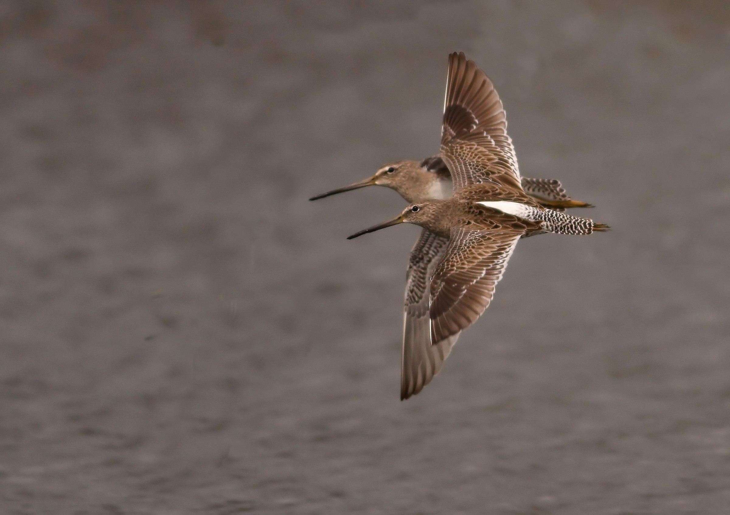 Short Stack Thunderbirds