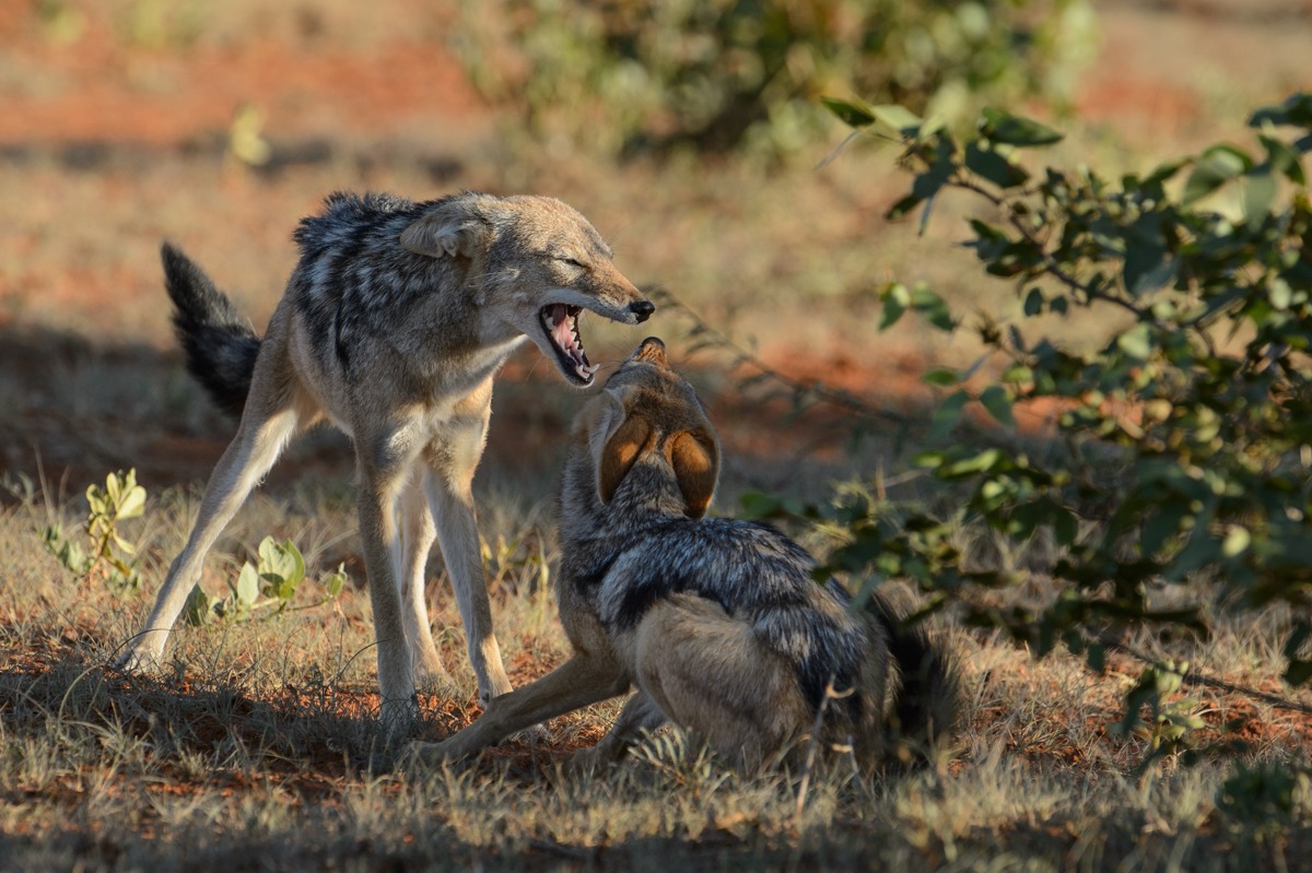 sciacalli (maschio alfa)