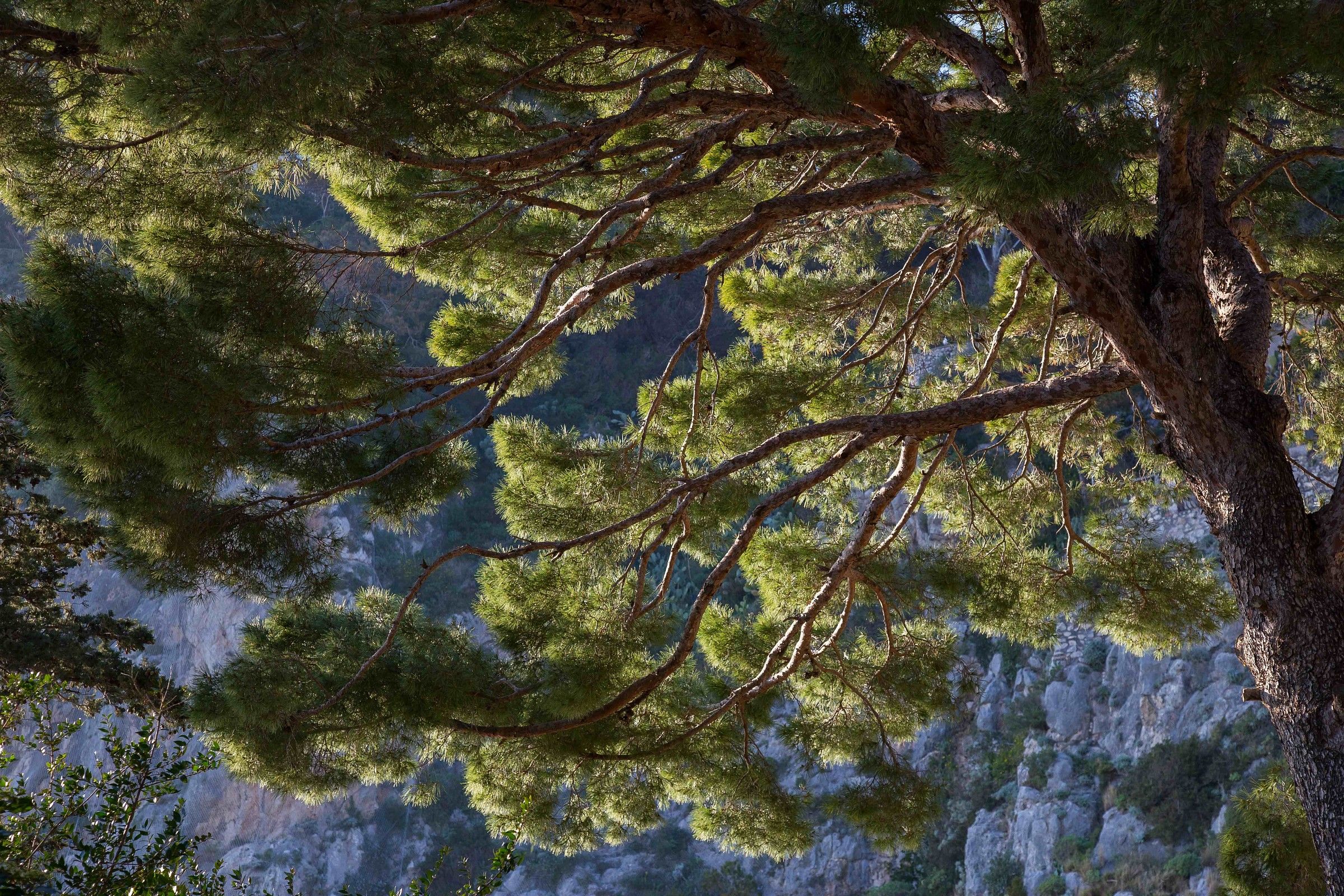 Maritime pine in Capri