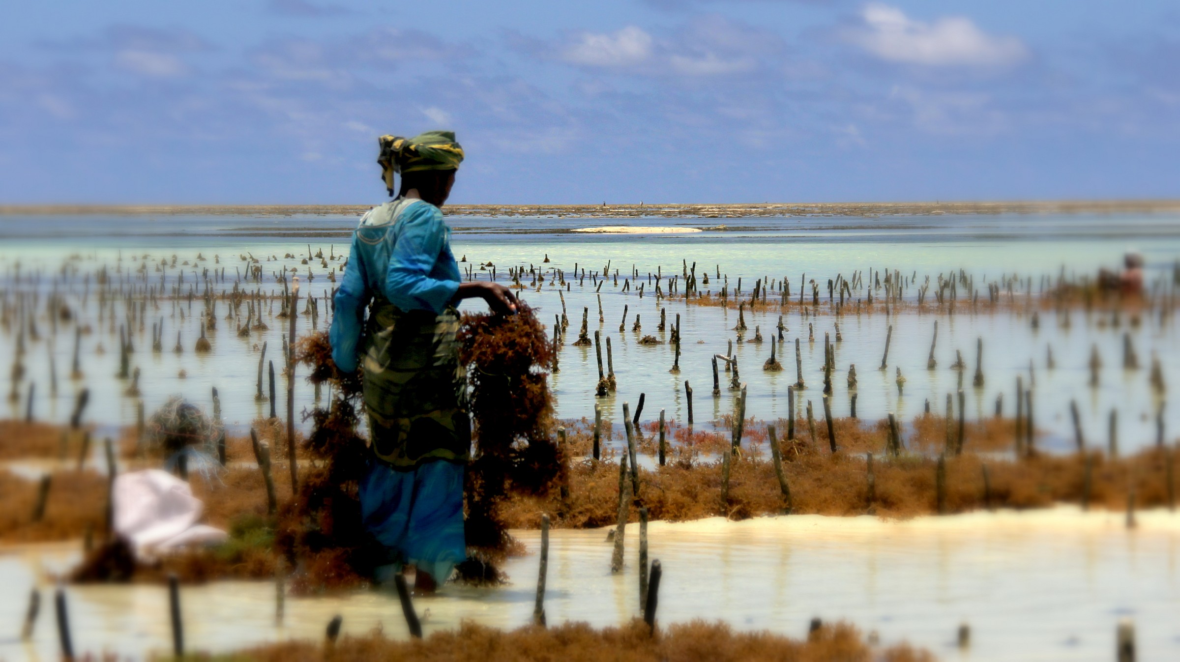 La coltivatrice di alghe