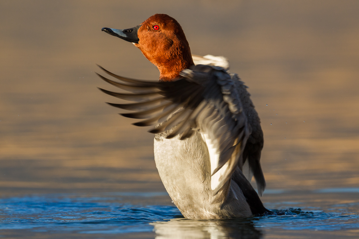 Pochard male ...