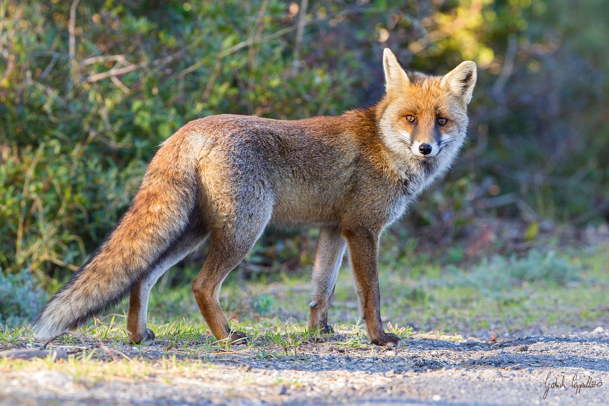 volpe al tramonto