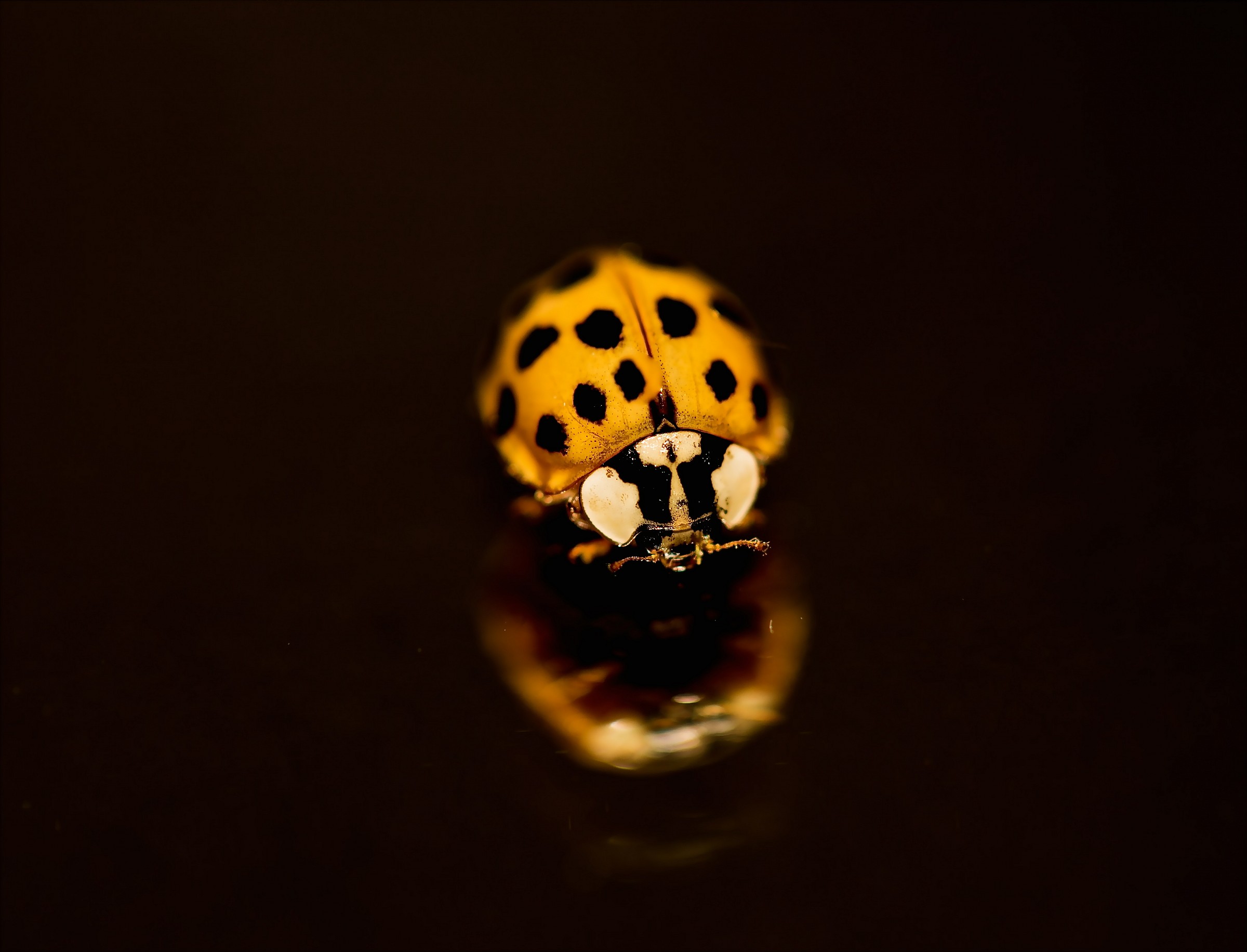 Ladybug