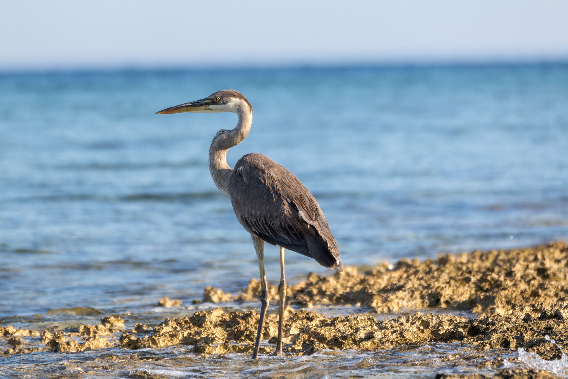 Ardea herodias