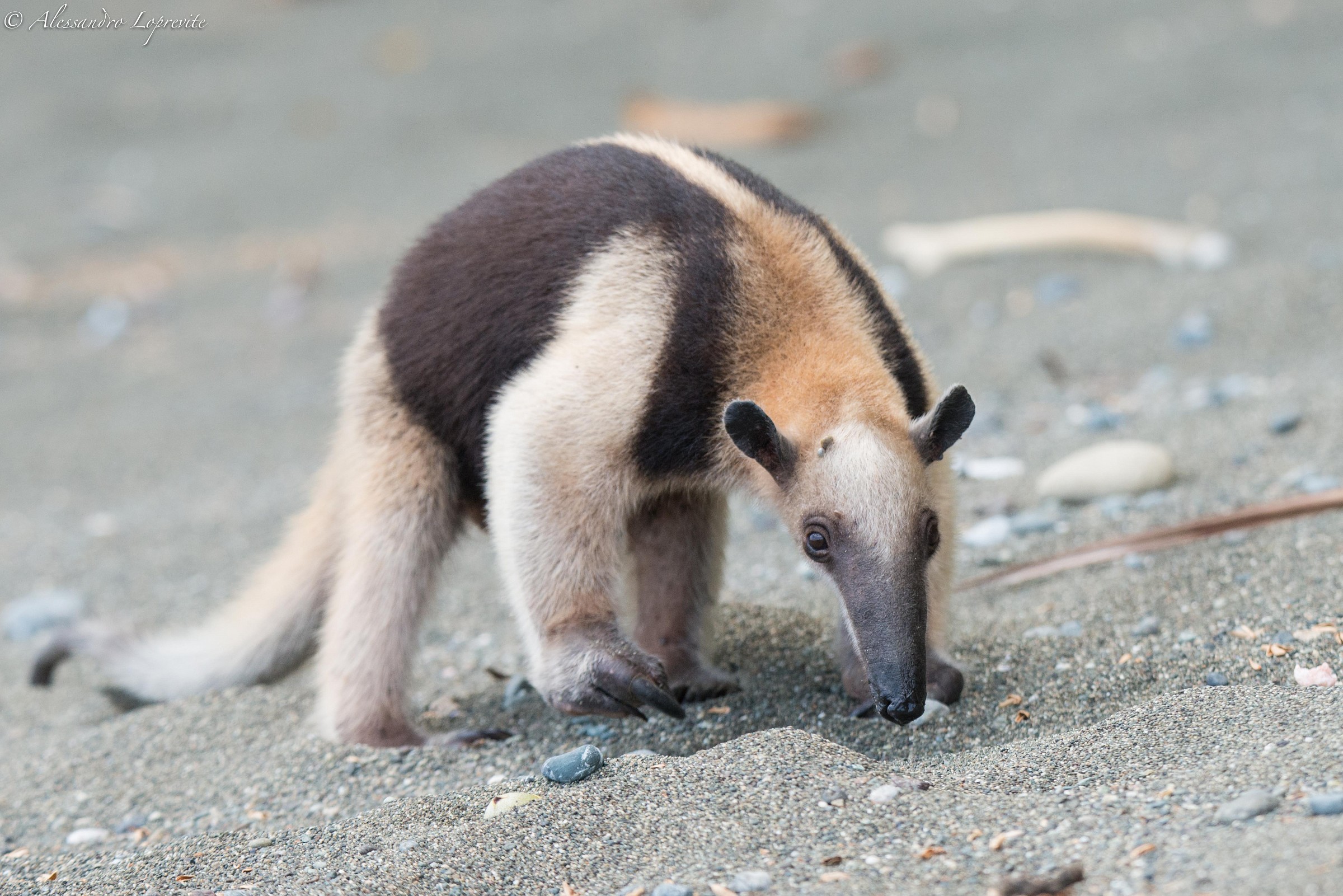 Unusual encounter at the beach
