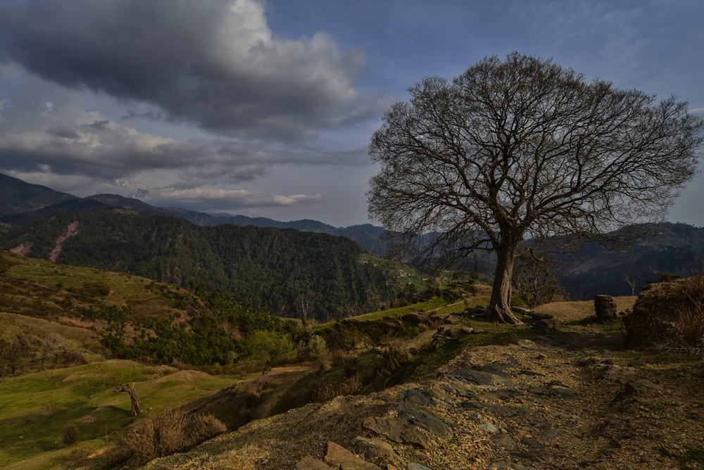 When the Tree talks to the Cloud