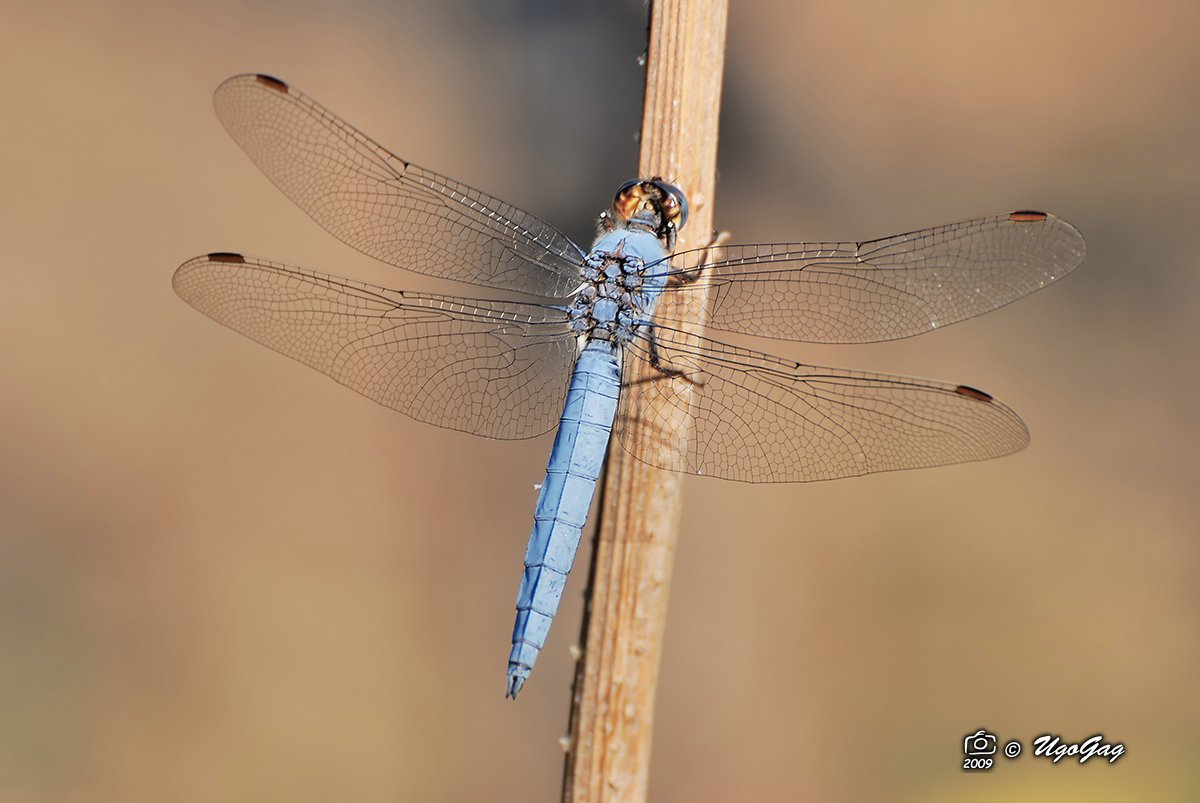 Orthetrum brunneum