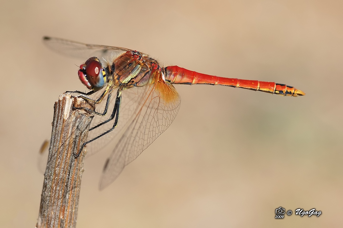 Sympetrum fonscolombii maschio