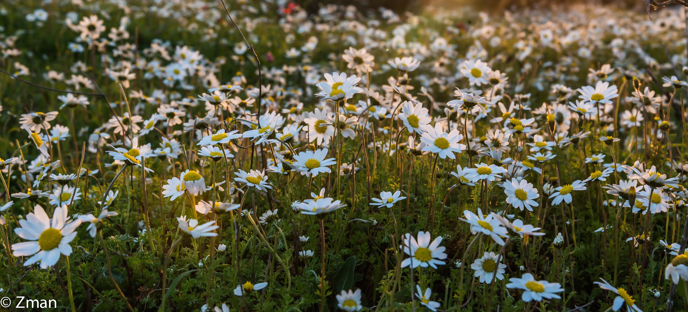 The Coming of Spring