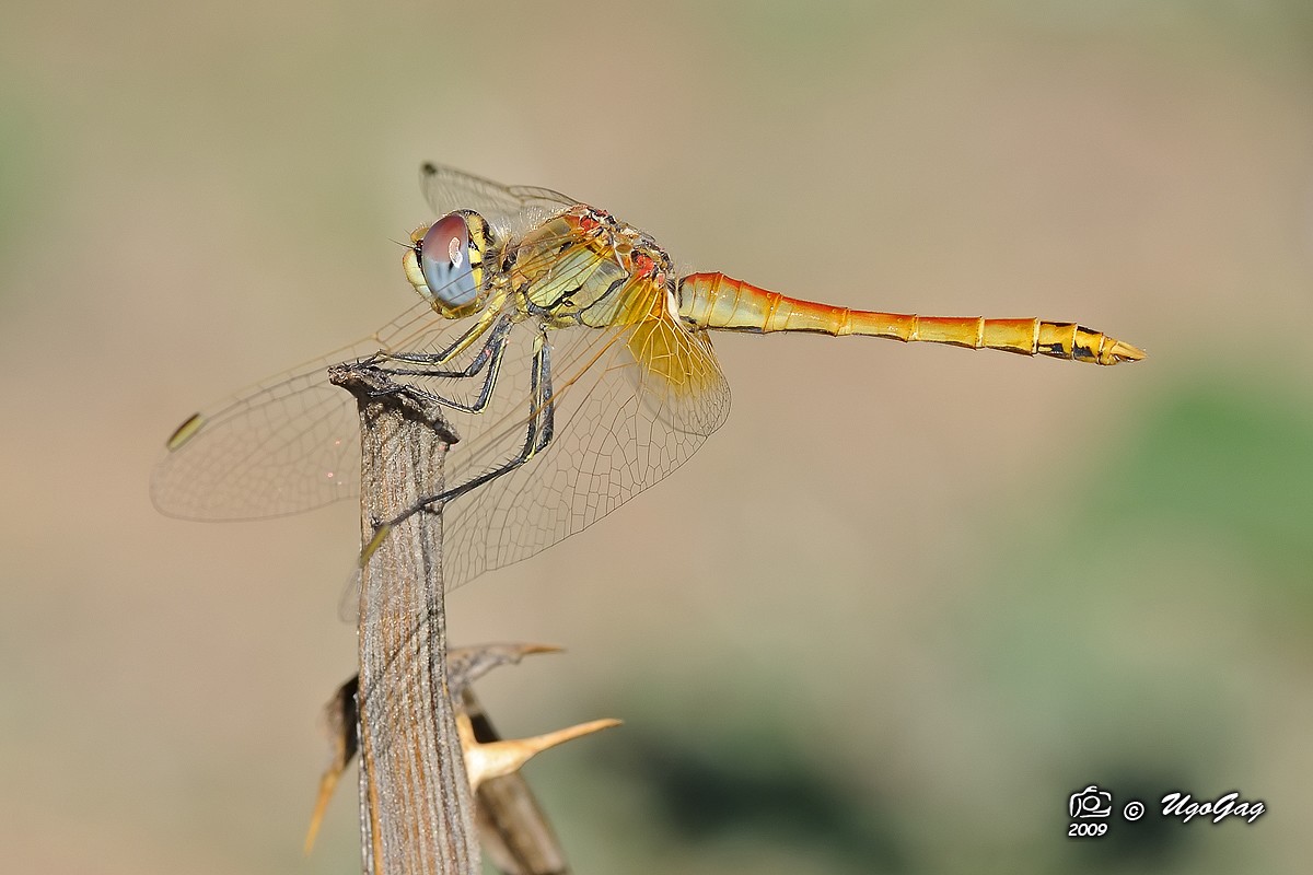 Sympetrum fonscolombii femmina