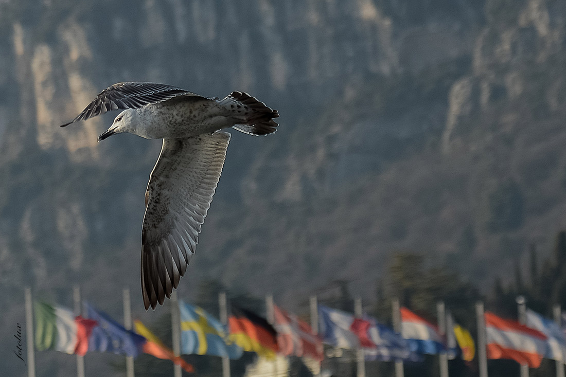 Futuro Europeo (Gabbiano) 2015