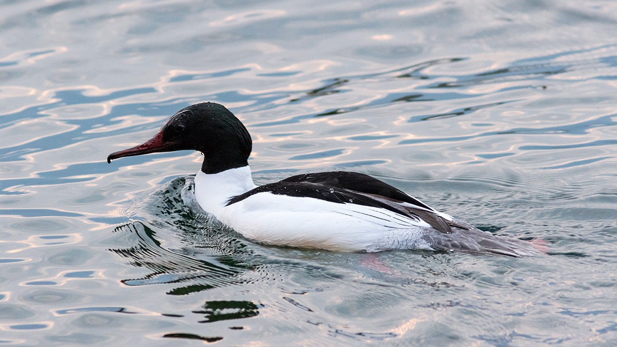 Smergo maggiore ( maschio )