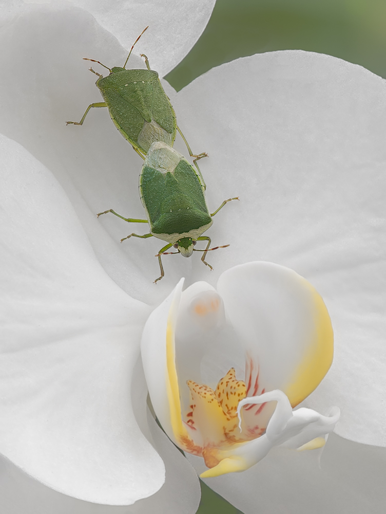 Un'orchidea per un matrimonio