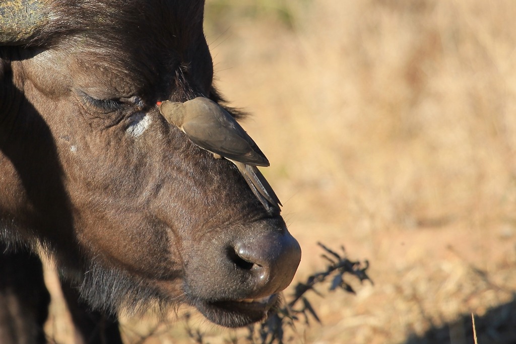 Buffalo and Oxpecker