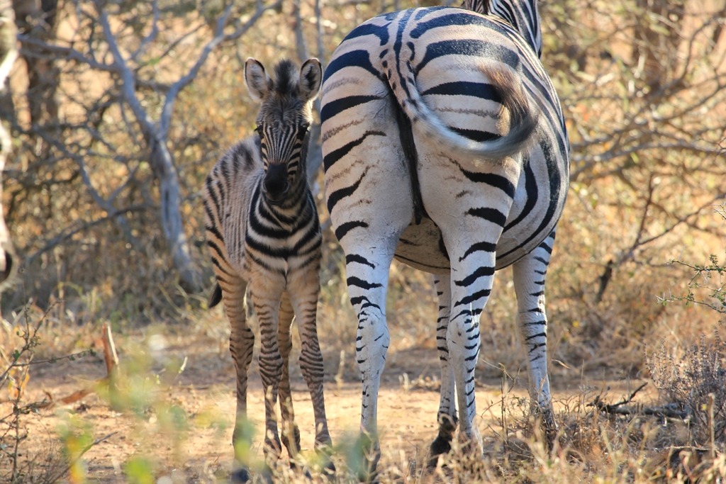 Zebras