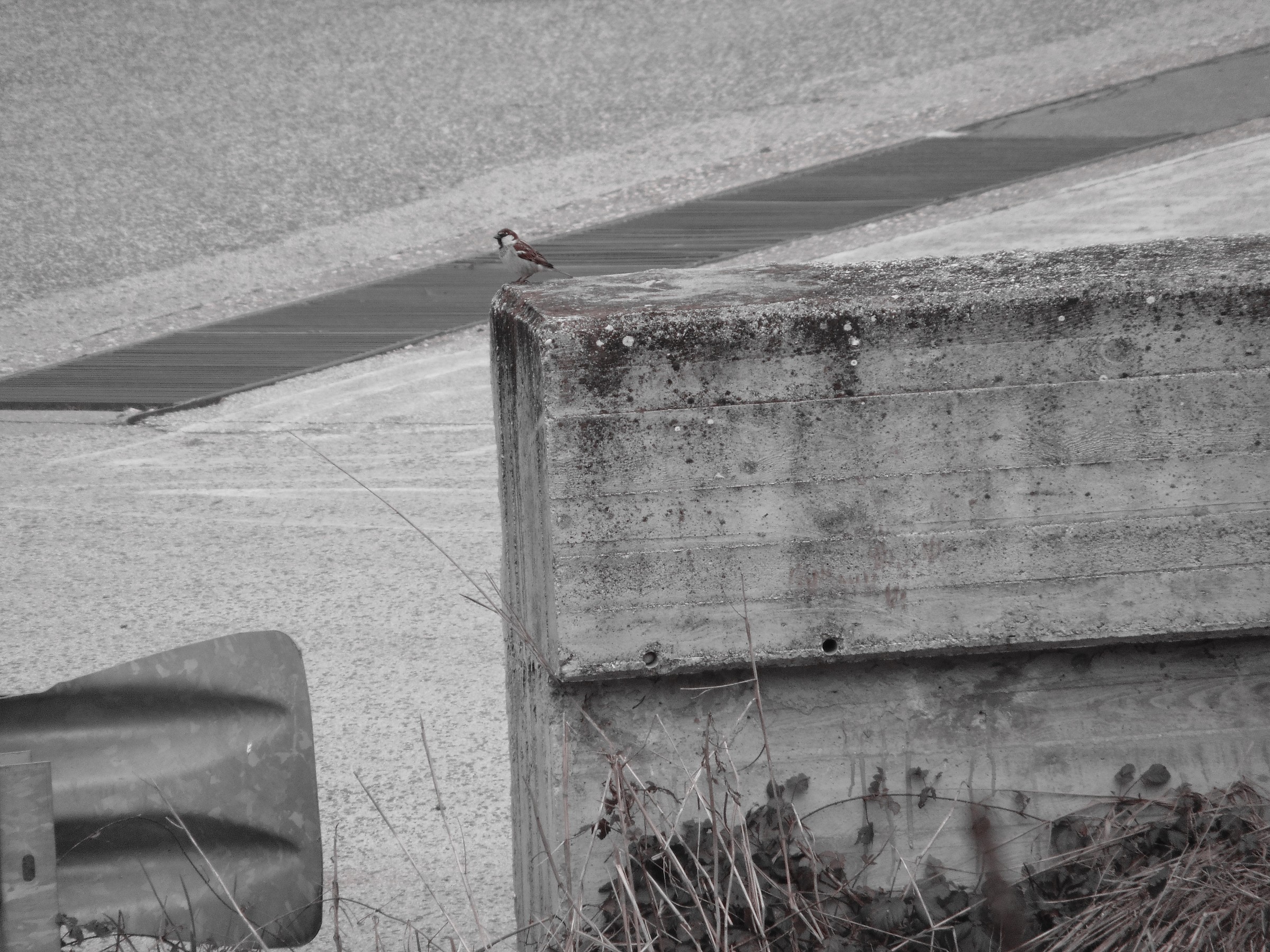 Il passero solitario