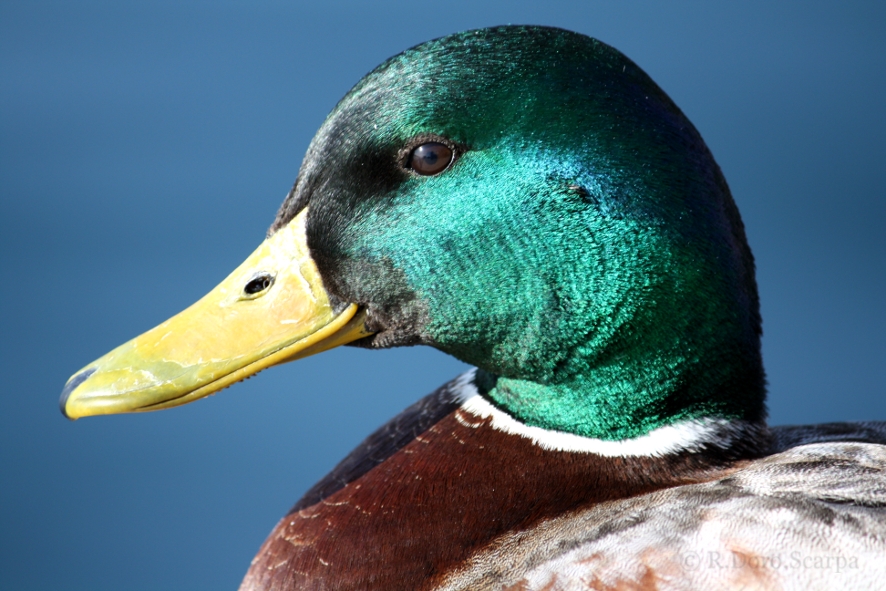 the sympathy of a mallard