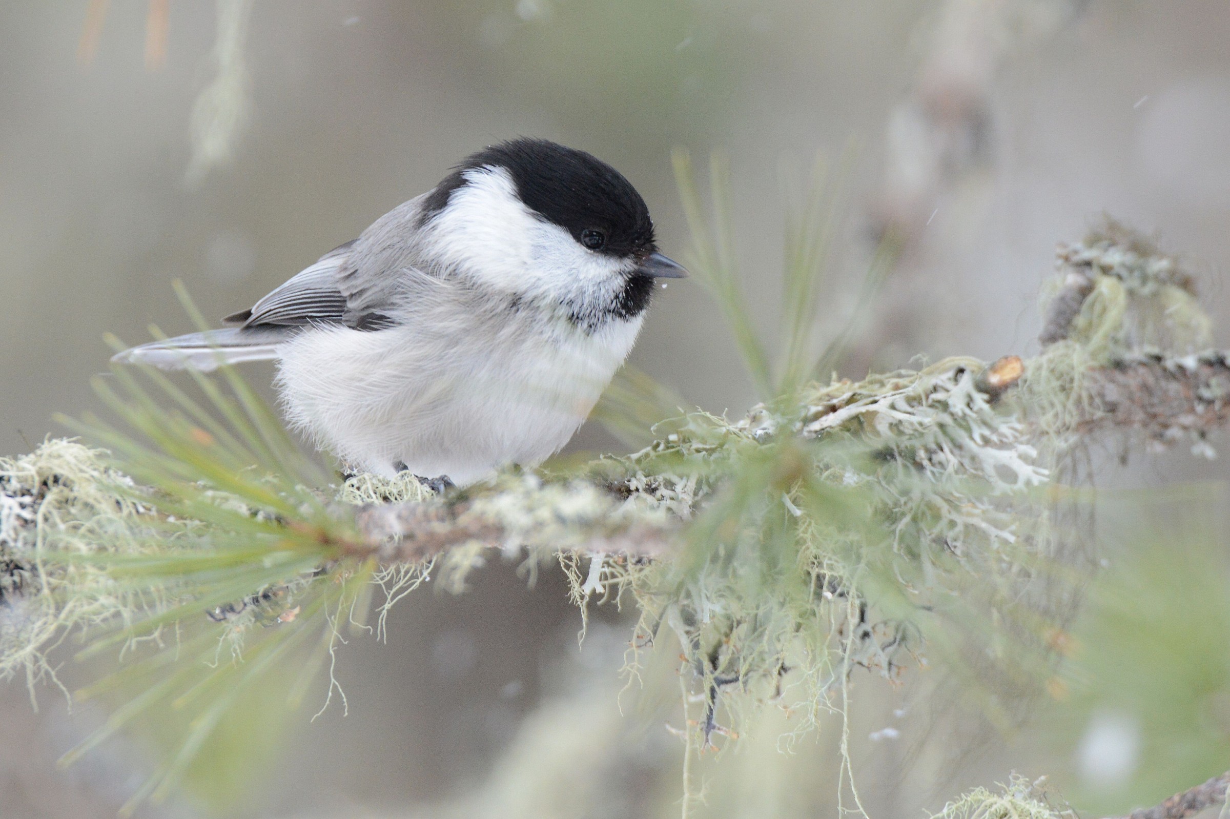 willow tit