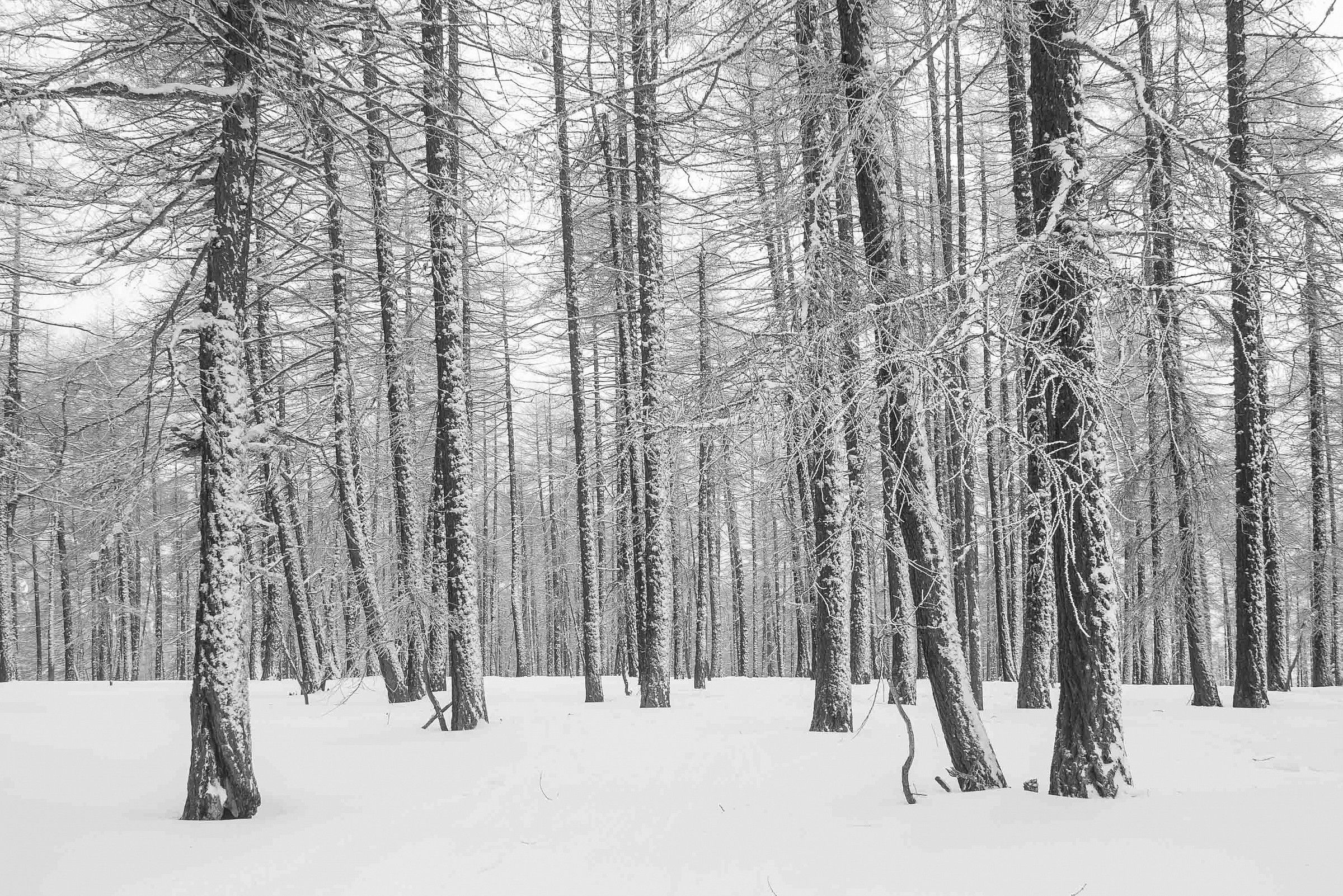 Forest above Bardonecchia. Skiing off-piste