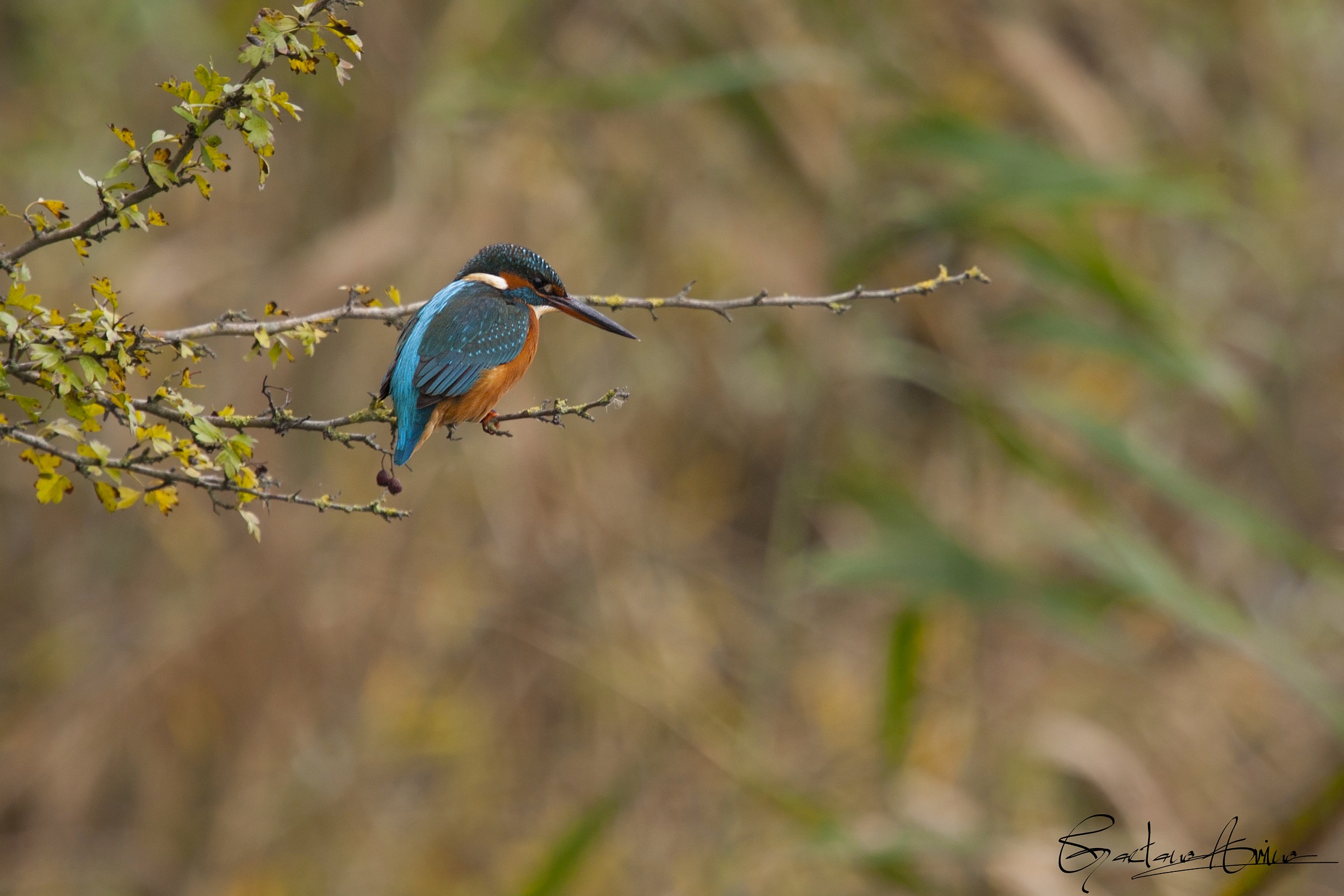 Kingfisher (Alcedo atthis)