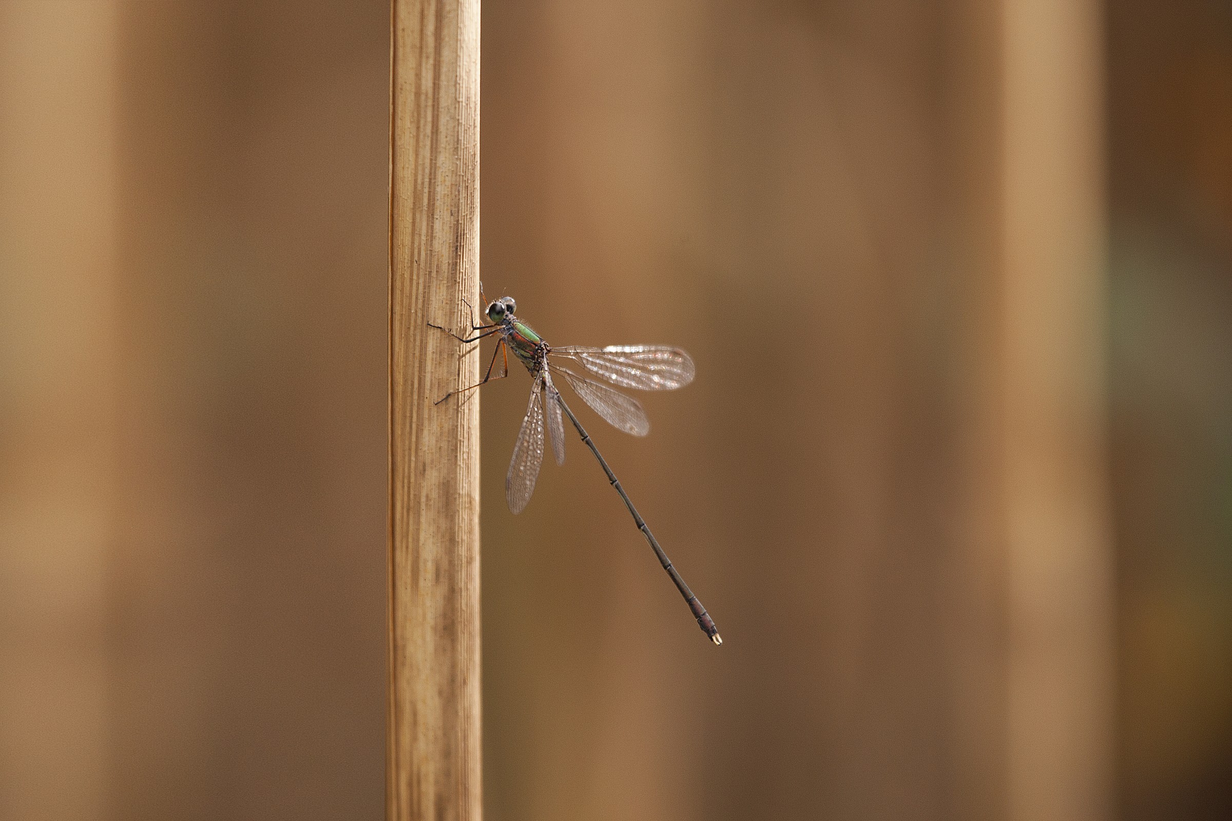 Dragonfly