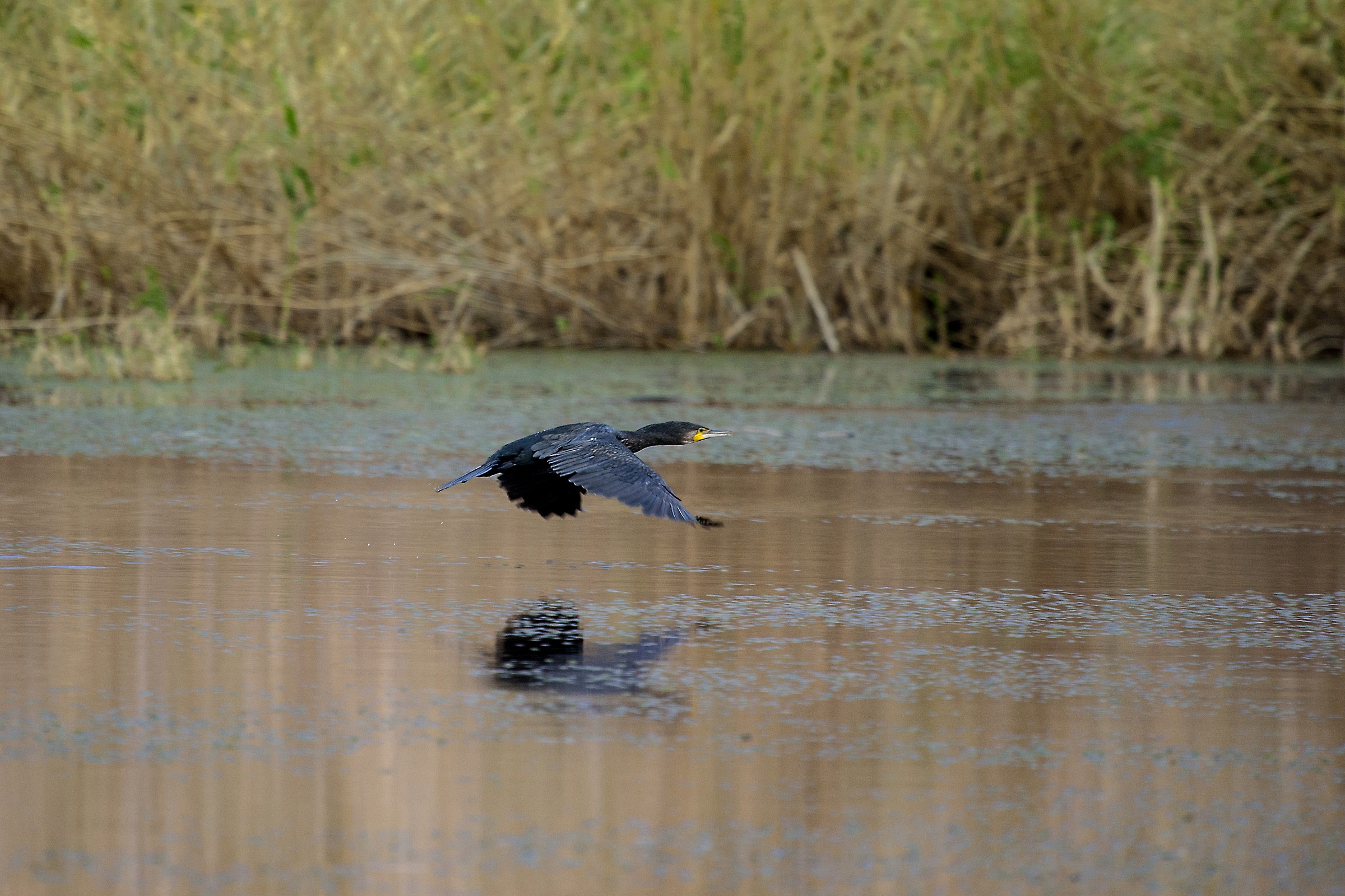 Cormorant in flight