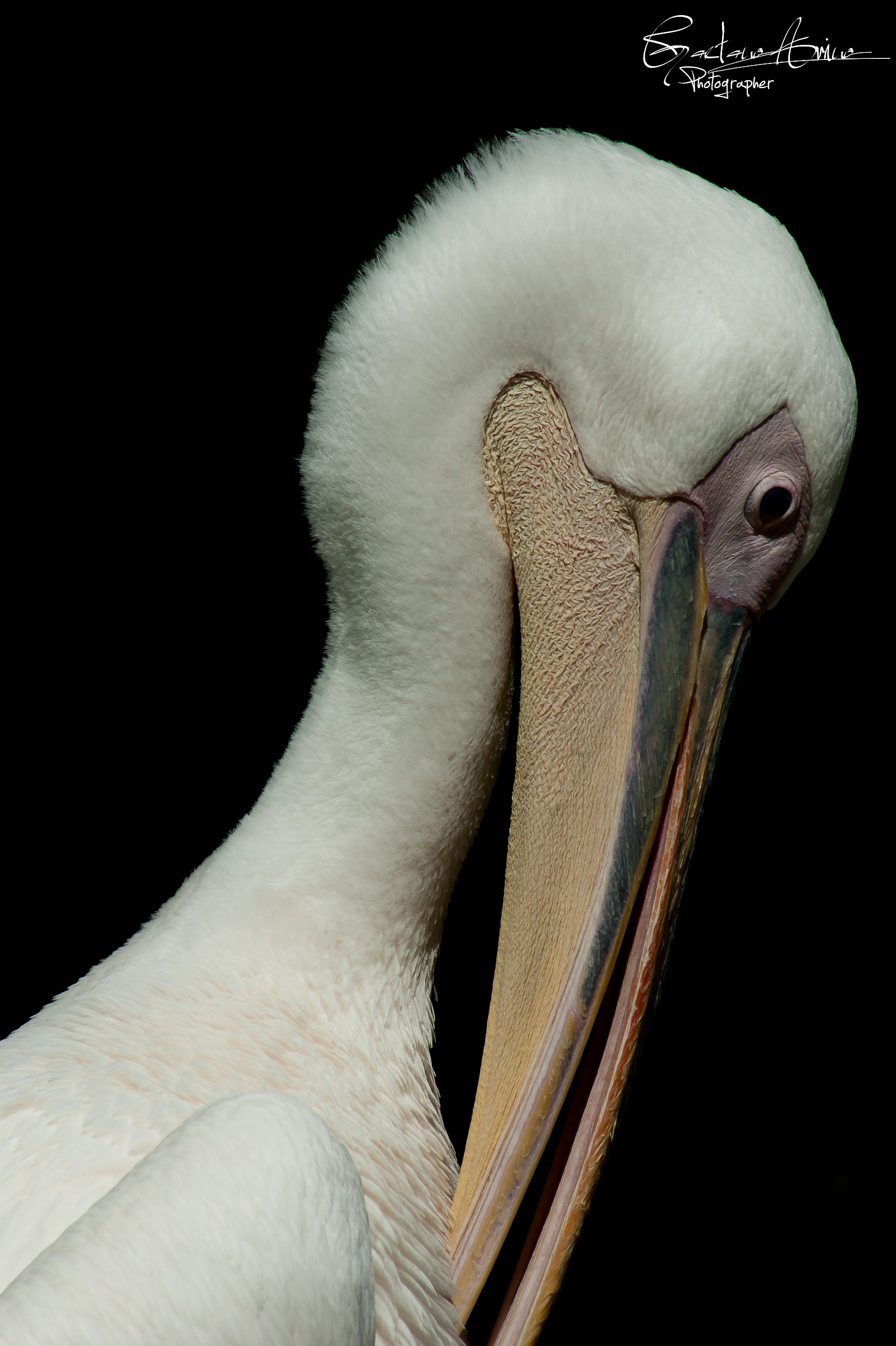 Portrait of Pelican