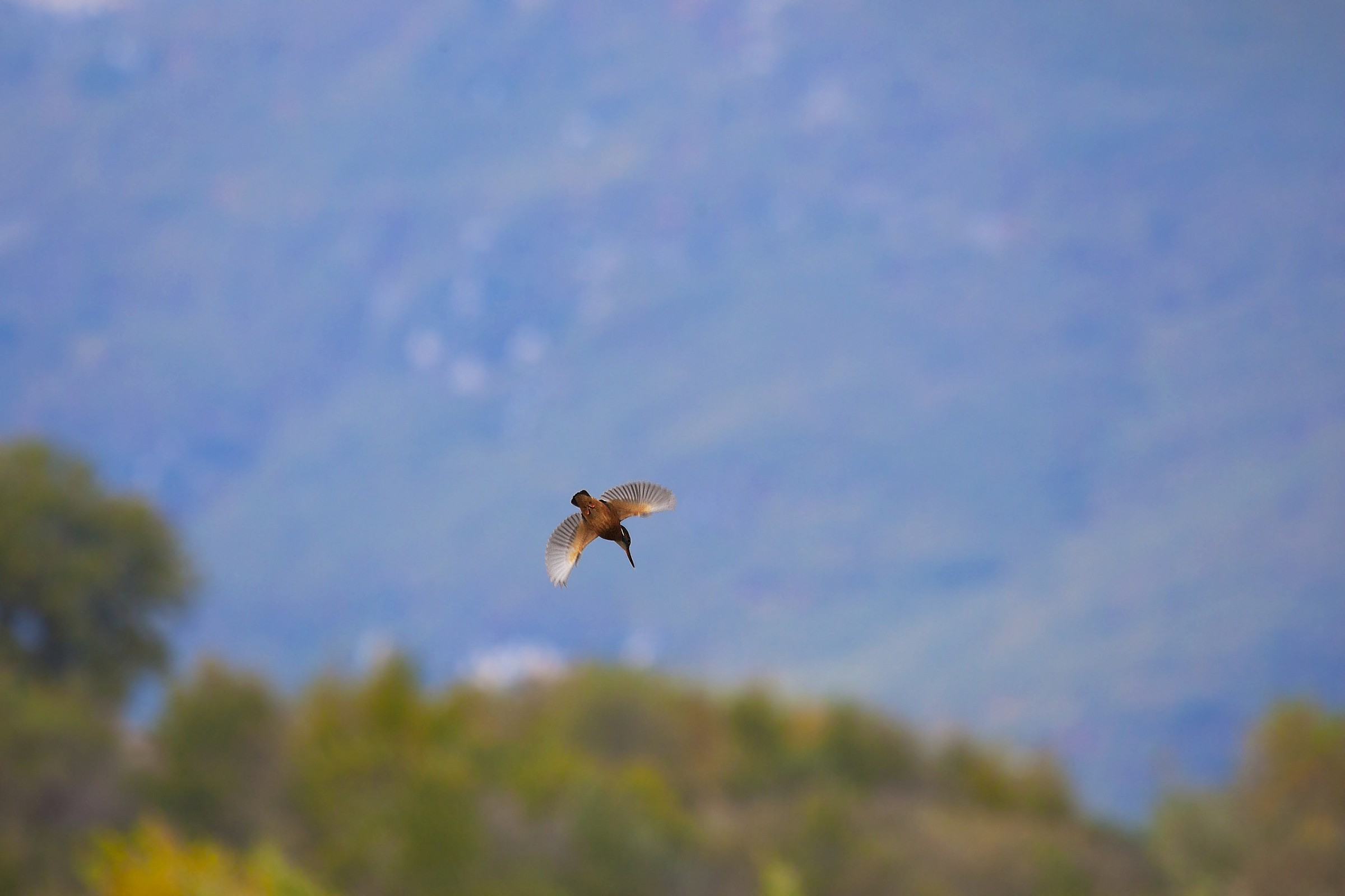 Kingfisher in flight