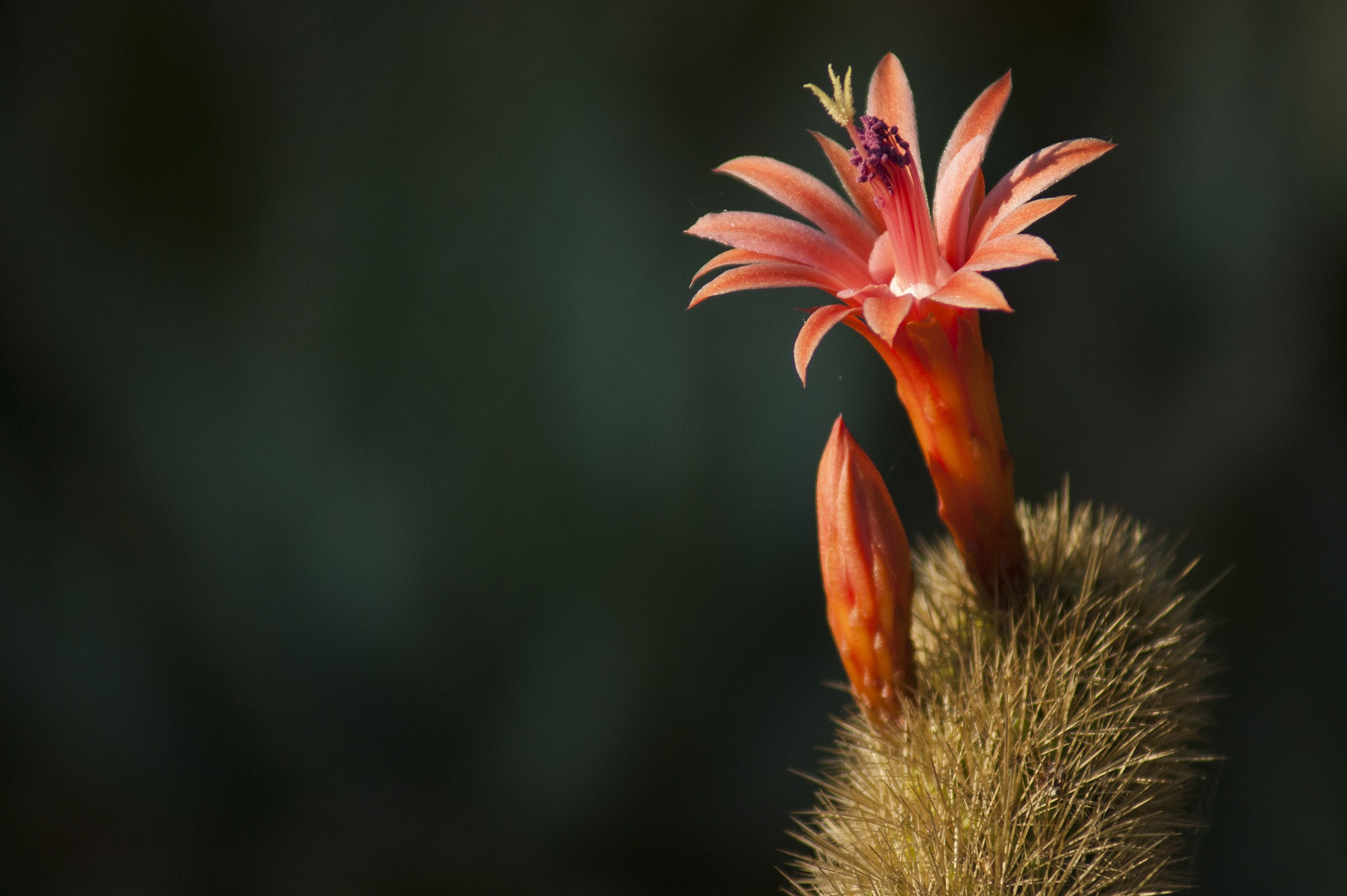 Succulent plant in bloom