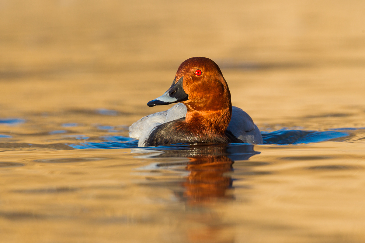 Moriglione maschio...