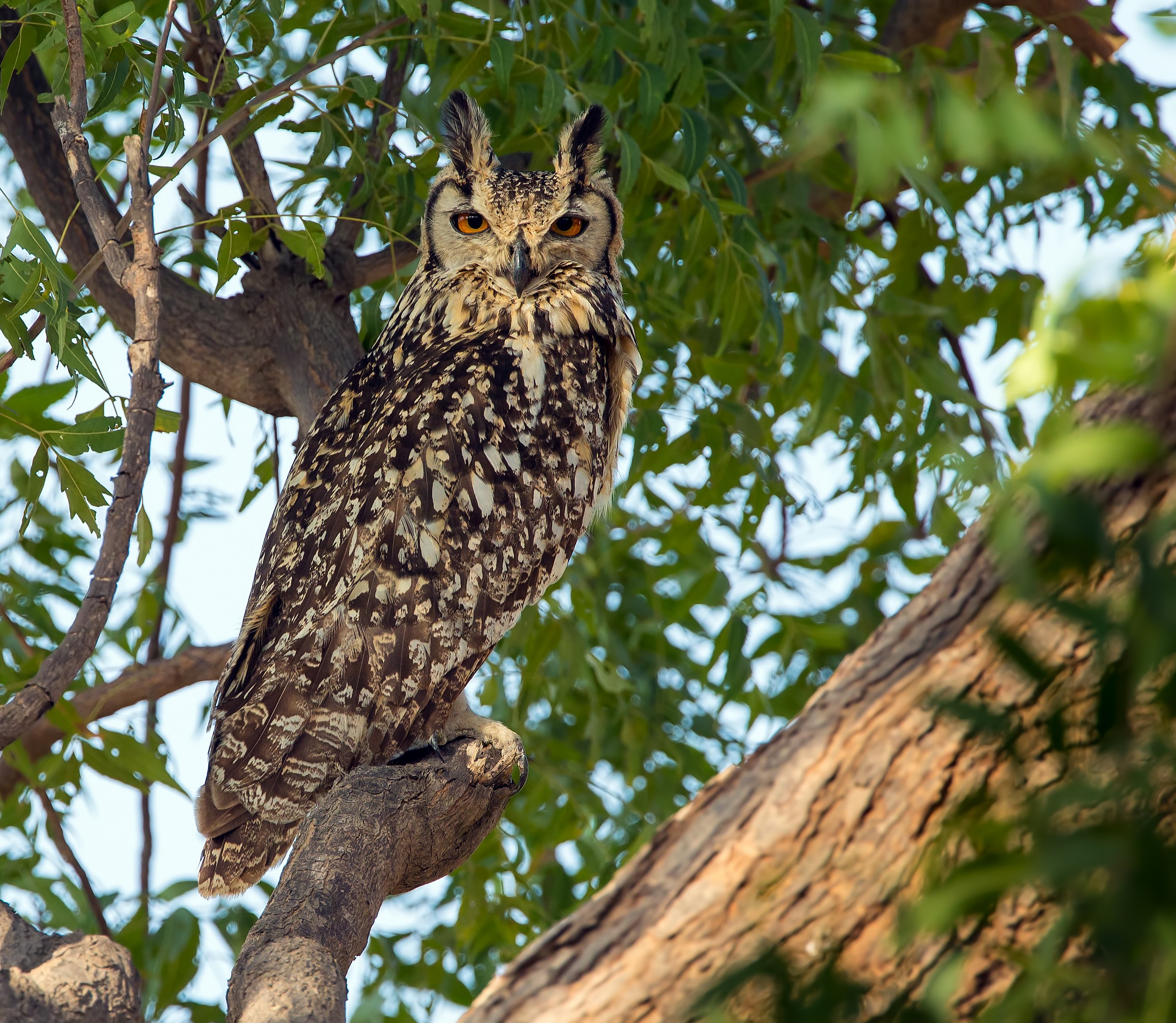 A proposito di gufi - Rock eagle owl, adulto