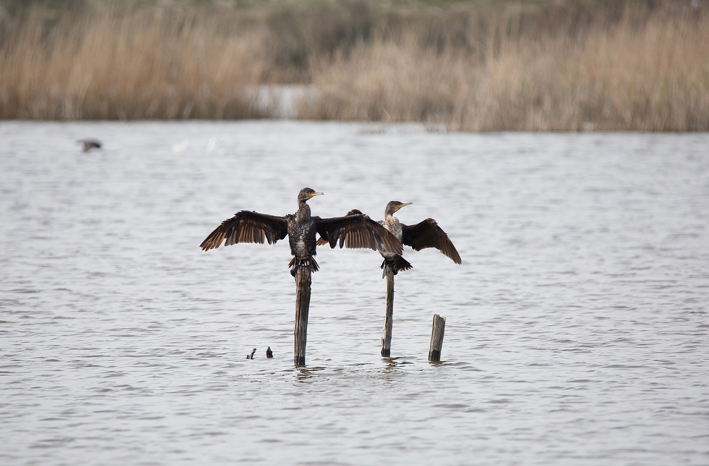 Cormorants