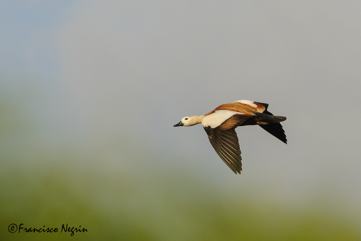 Ruddy shelduck ( Tadorna ferruginea )