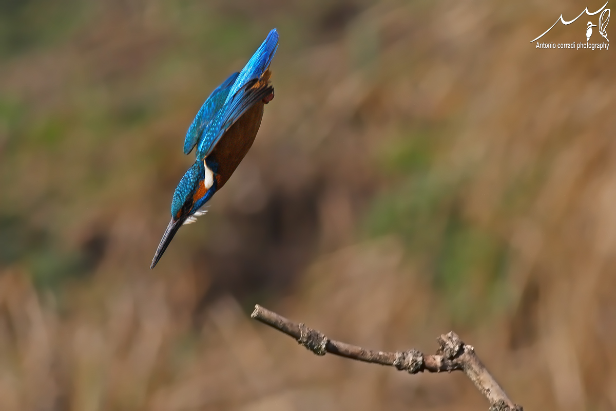 Martin Pescatore in picchiata