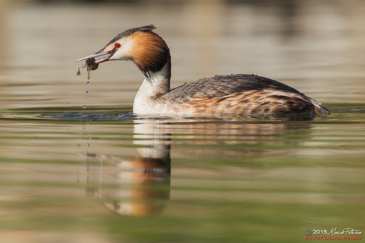 Great Crested Grebe (Podiceps cristatus)
