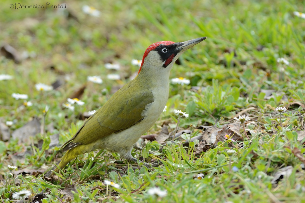 Green Woodpecker