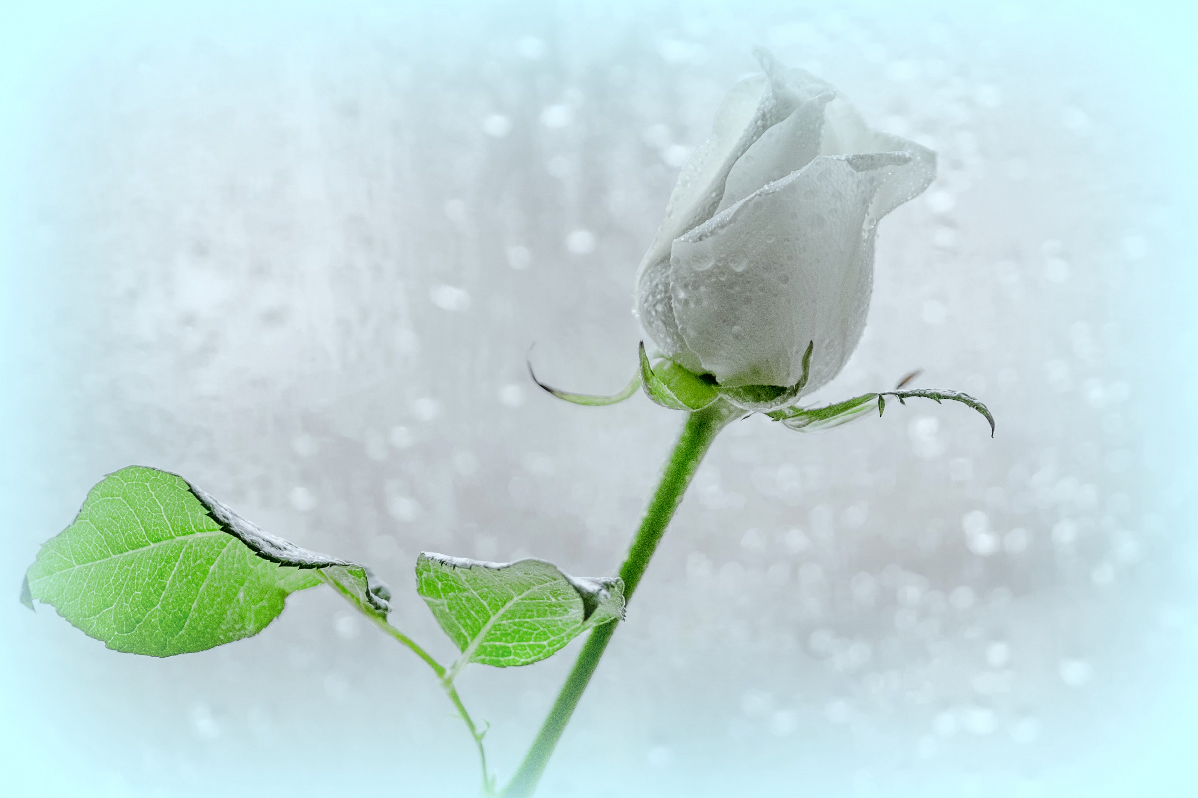 rain and tears.............